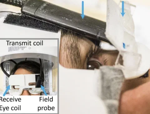 Field probe positioned near the left eye, with the right eye imaged by the single-channel receive coil and the transmit coil slid over the imaging region.